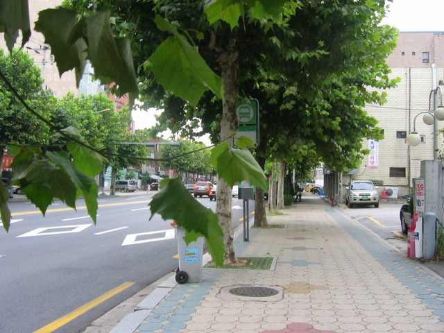 플라타너스 이미지