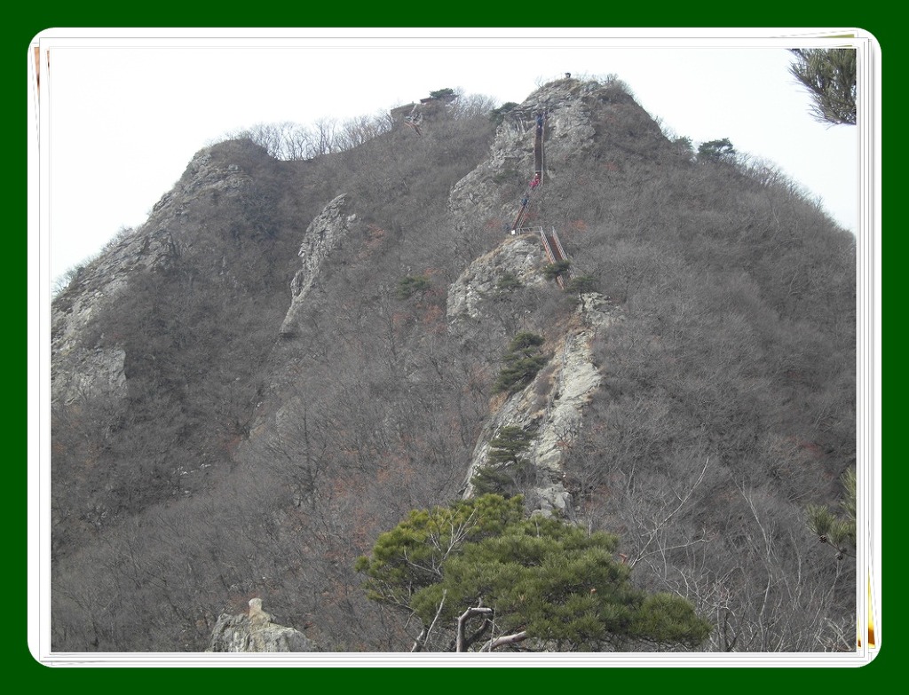 금닭 이미지