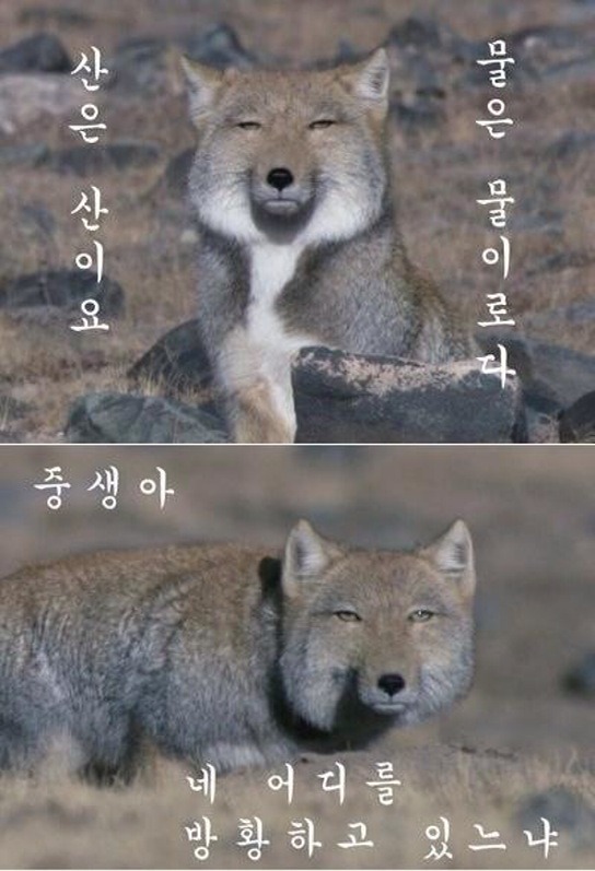 마마고 이미지