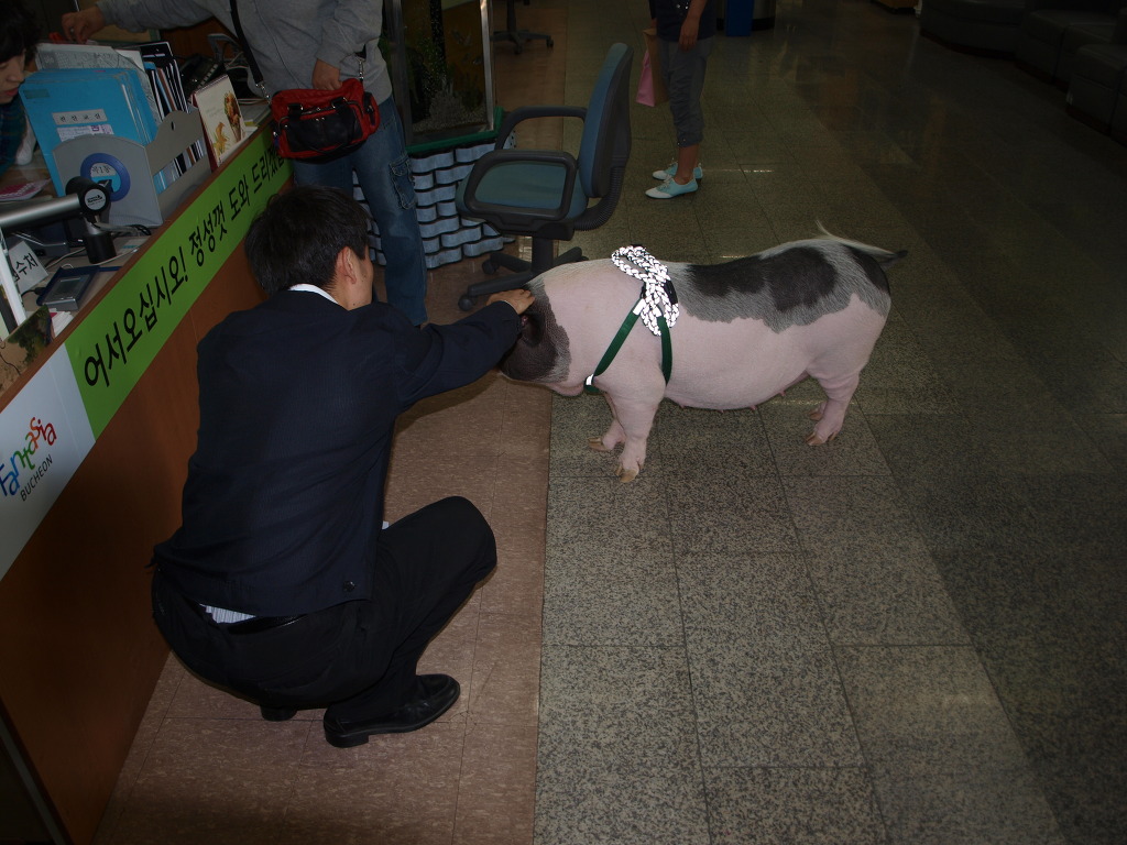 복도야지 이미지