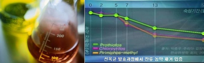 선옥 이미지