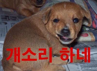 복 이미지