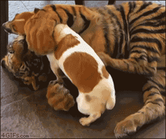 냥아치 모음 gif | 인스티즈