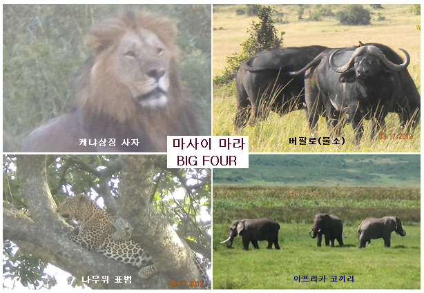 하쿠나마타타 이미지