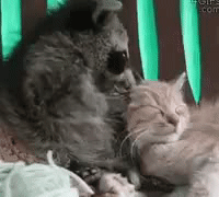 실수하고 안절부절 못하는 너구리.gif | 인스티즈