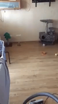 천장에 무언가가 있어..!!.gif | 인스티즈