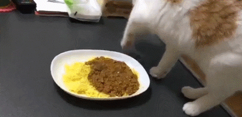 집사 똥 먹는다! 똥!.gif | 인스티즈