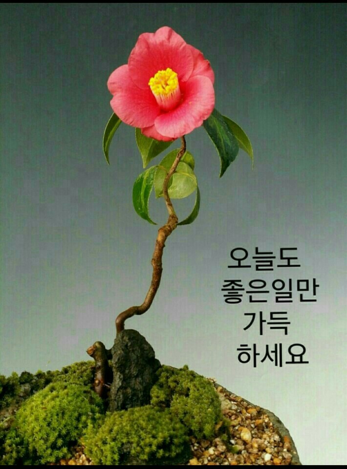 백향 이미지