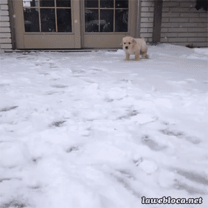 고양이 vs 강아지 | 인스티즈