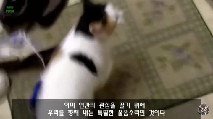 고양이가 "야옹~"하고 우는 이유는?? | 인스티즈
