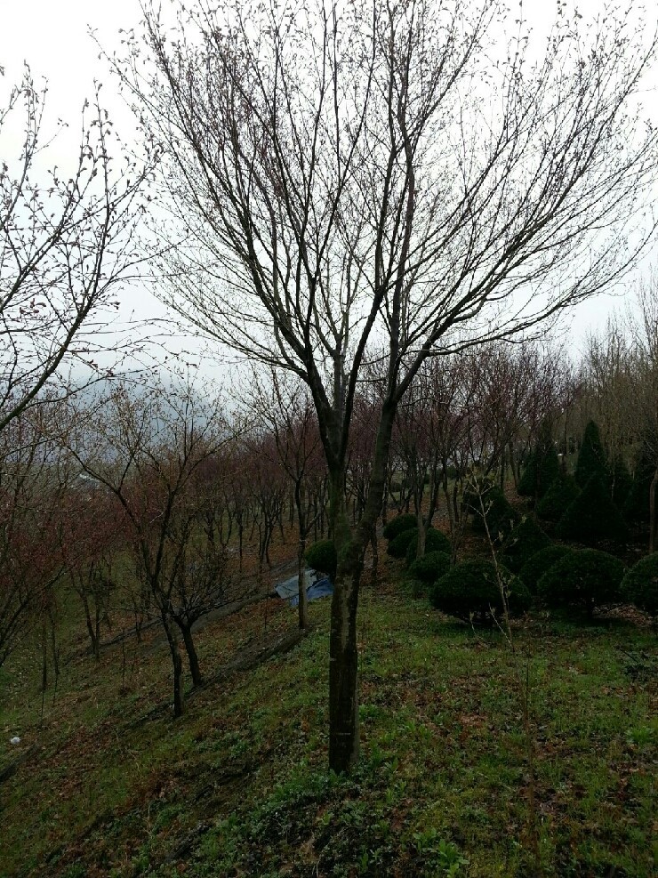 가온조경 이미지