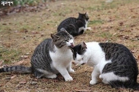 고양이 질투 | 인스티즈