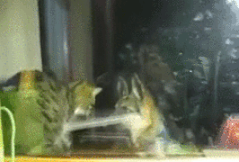 도대체 무슨 생각가지며 사는지 모르겠는 놈들.gif | 인스티즈
