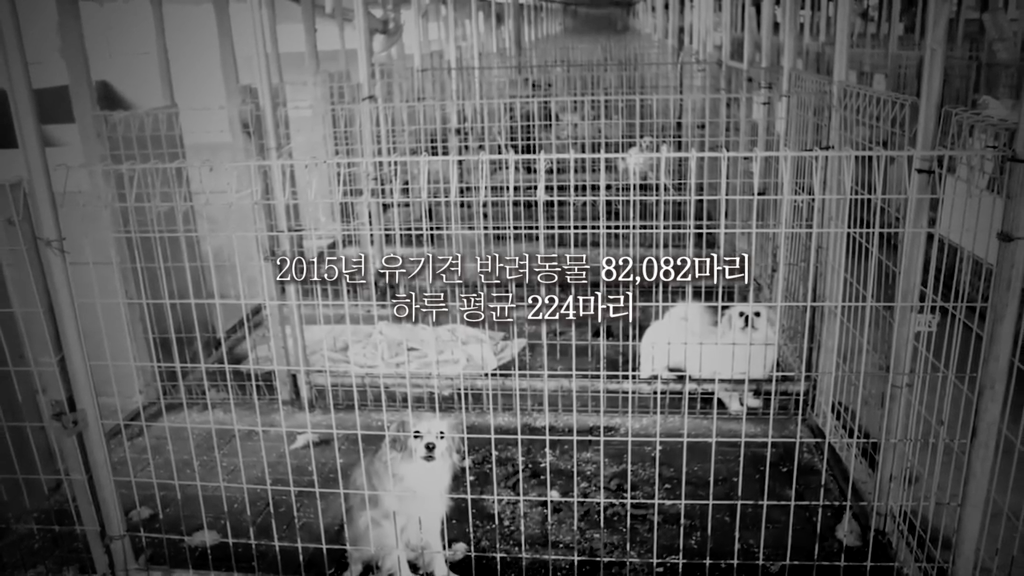 하루 평균 224마리의 버려지는 강아지 | 인스티즈