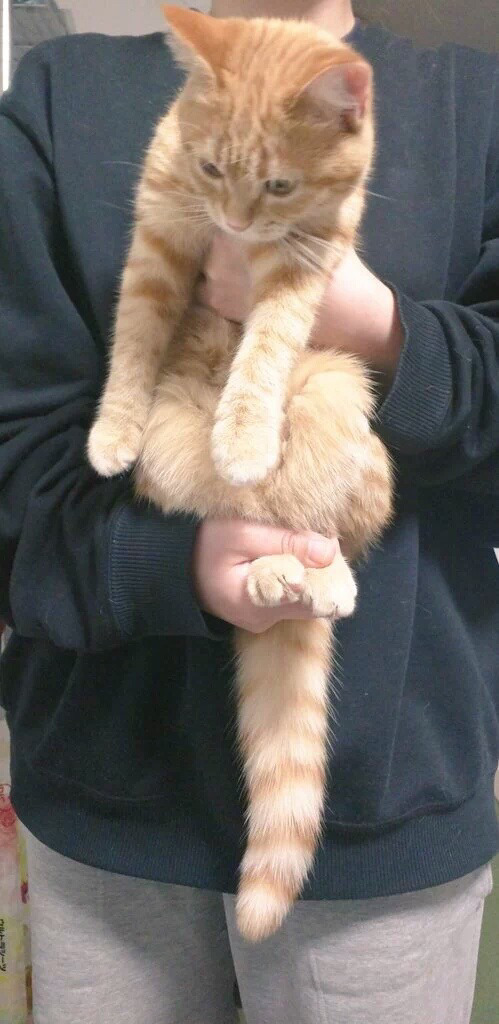 강아지 스트레칭을 고양이에게 시켜보았다 | 인스티즈