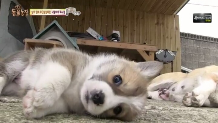 [동물농장] 웰시코기 6남매.jpg | 인스티즈