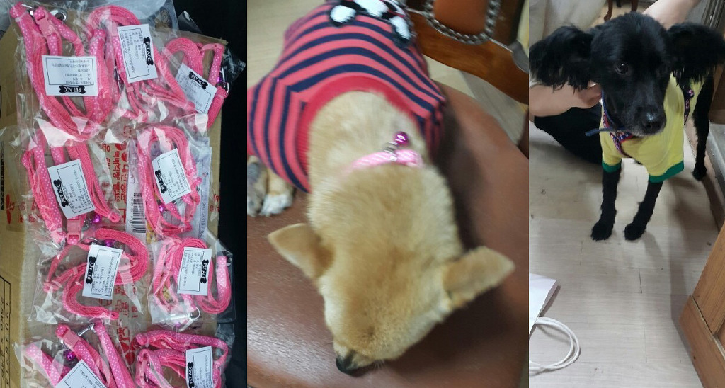 안락사 없는 내사랑바둑이 보호소가 공사비 모금중입니다! 공사비가 부족해서 고양이들이 살 묘사와 주방위생시설을 아직 짓지 못했어요ㅠㅠ(봉사,물품후원가능) | 인스티즈