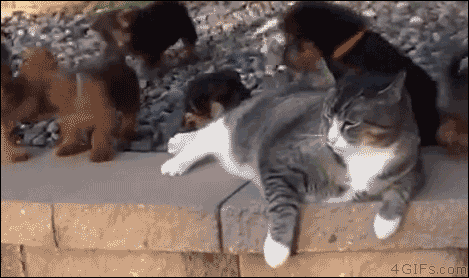 가까이 오지마라.gif | 인스티즈