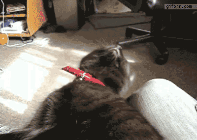 꾸벅꾸벅 조는 고양이들.gif | 인스티즈