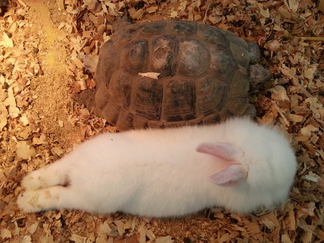 토끼와거북이 이미지