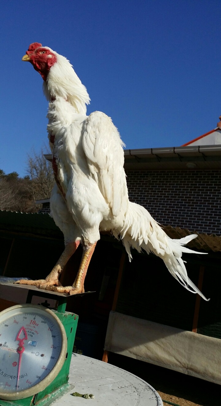 시로2 이미지