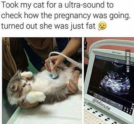 고양이 대민망 | 인스티즈