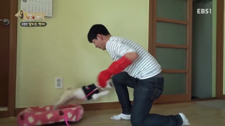 [세나개] 공격적인 반려견이 되는 이유 1부.jpg | 인스티즈