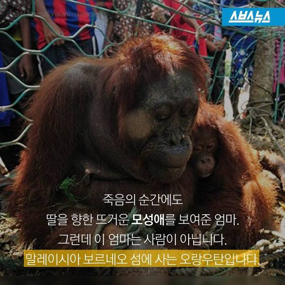 숲에 사는 사람들 | 인스티즈