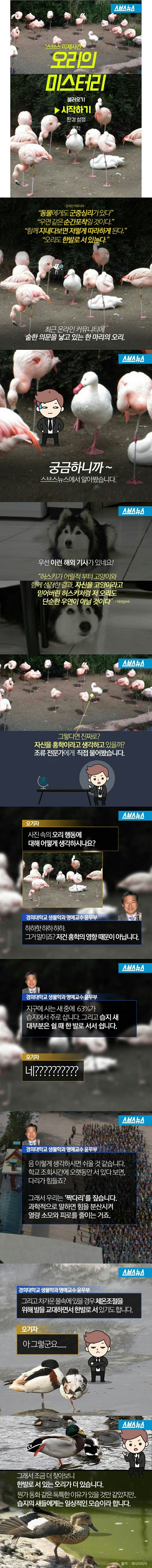 오리들이 한발로 서있는 이유 | 인스티즈