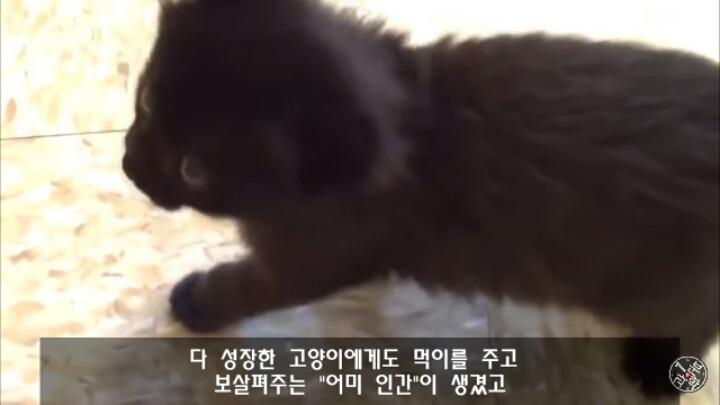 고양이가 "야옹~"하고 우는 이유는?? | 인스티즈