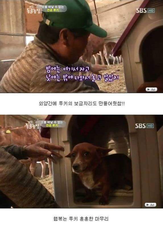 어미 소를 사랑하는 강아지 | 인스티즈