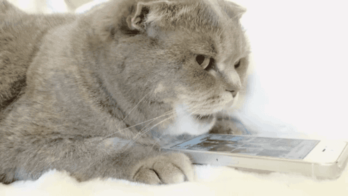 터치를 이해한 고양이.gif | 인스티즈
