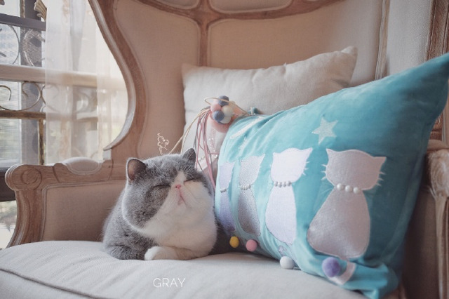 인형이 아니다옹~ (-ㅅ-)♡.jpg | 인스티즈