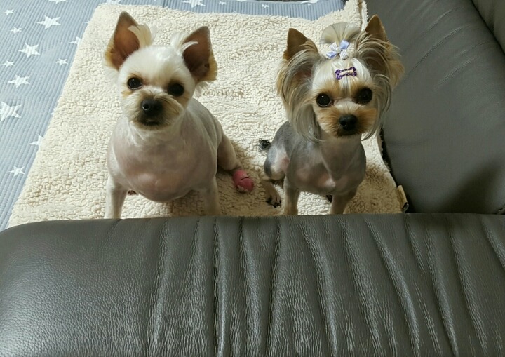 코코루이 이미지