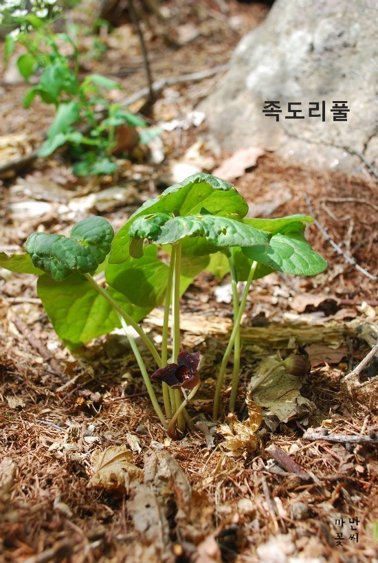 족도리 이미지