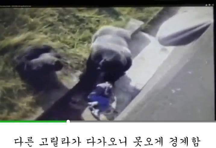 고릴라 우리에 떨어진 아이.. 고릴라의 반응은? | 인스티즈