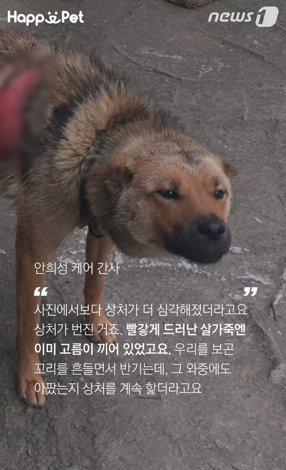 흑석동 강아지 염산테러사건의 전말 | 인스티즈