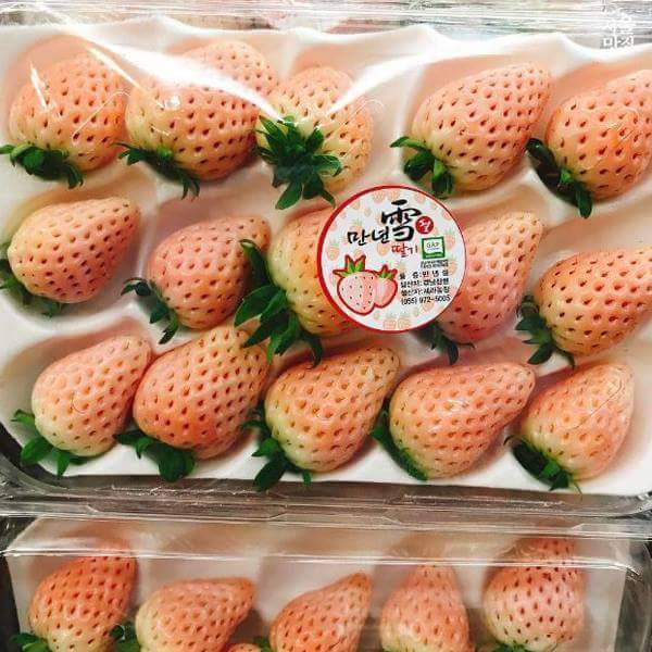 딸기 색의 편견을 깬 만년설핑크딸기 | 인스티즈