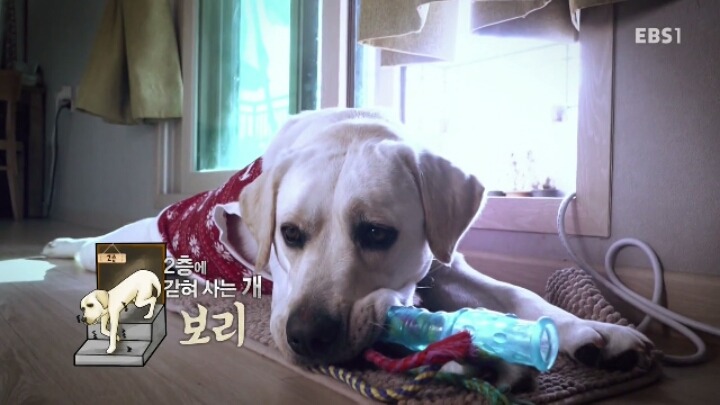 겁 많은 대형견 보리 | 인스티즈