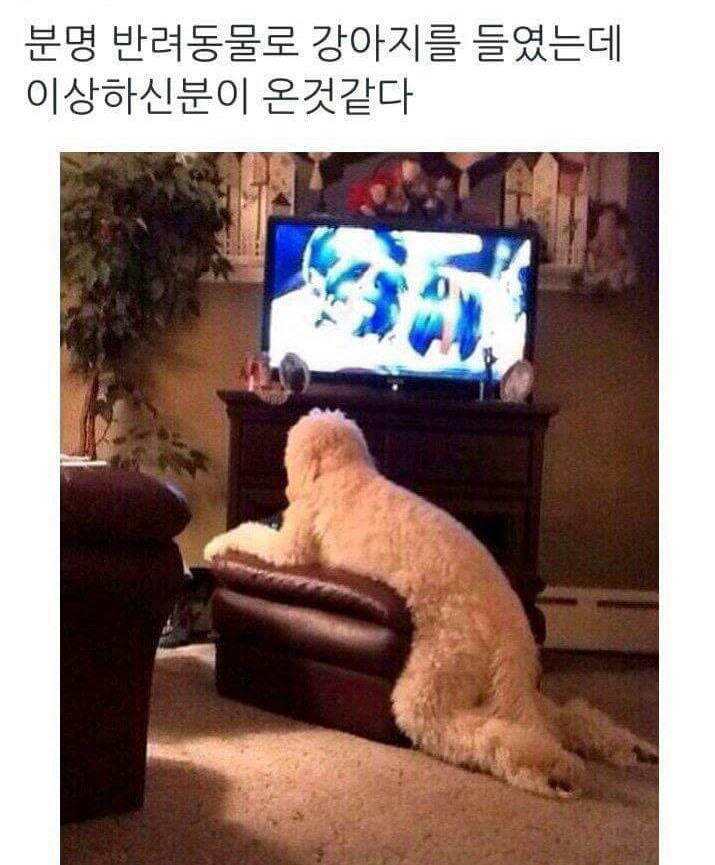 사람같은 개 | 인스티즈