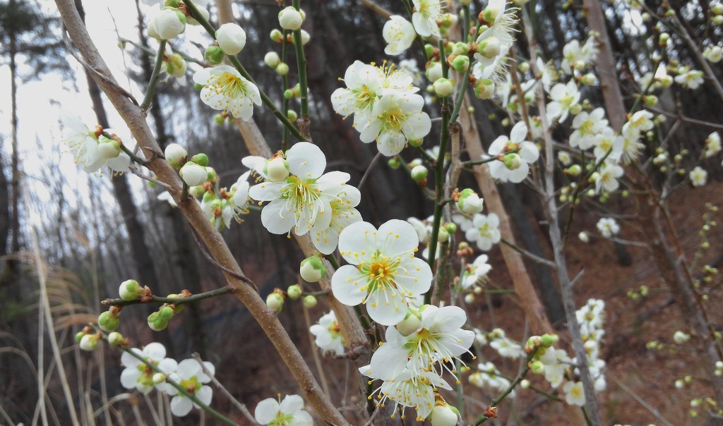 산중농원 이미지
