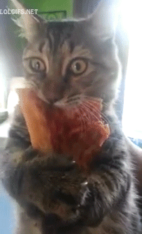 고양이.jpgif | 인스티즈