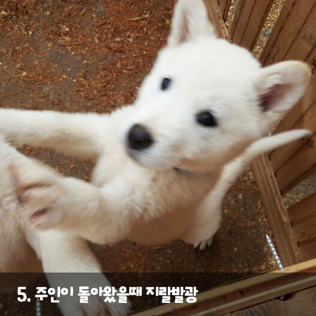 강아지가 나를 사랑한다는 증거 | 인스티즈
