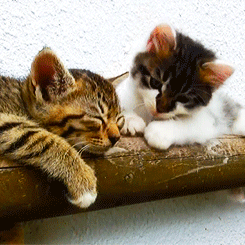 고양이.jpgif | 인스티즈