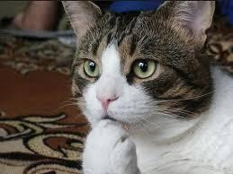 영화 라라랜드 몇가지 장면 해석 (feat.이동진) | 인스티즈