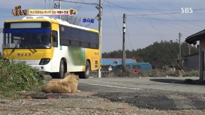 [동물농장] 할머니와 발바리의 따뜻한 우정 | 인스티즈