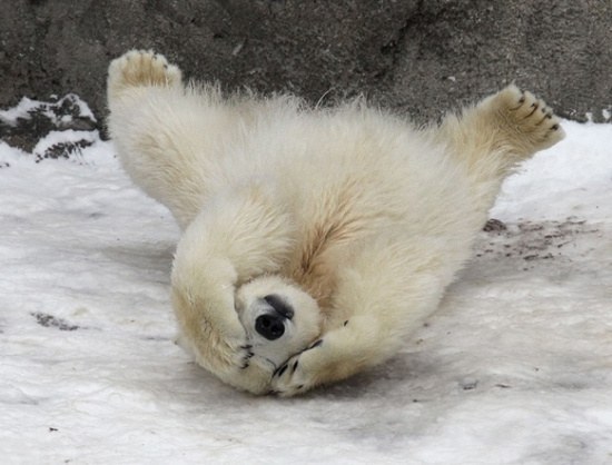 아기 북극곰 | 인스티즈
