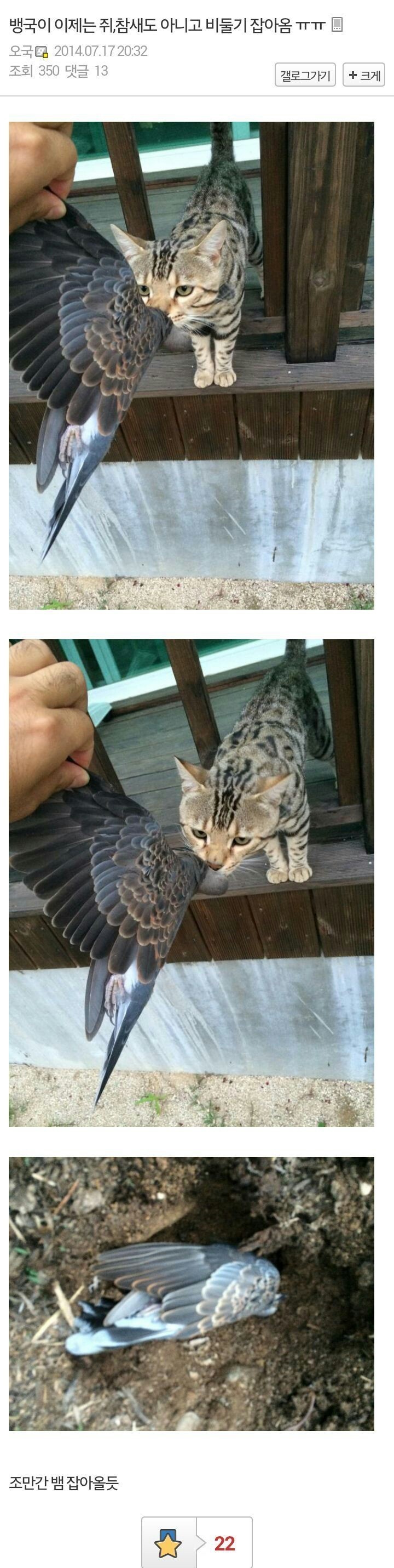 고양이의 보은.jpg | 인스티즈