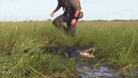 겁이 뭔지 잊어버린 동물 전문가.gif | 인스티즈