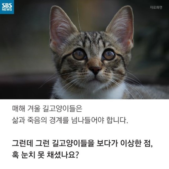 "살찐 거 아니에요 부은 거예요"(길고양이) | 인스티즈